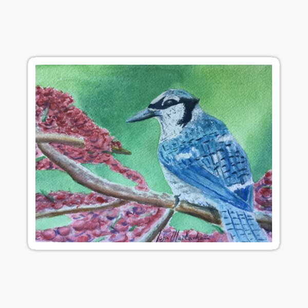 "Blue Jay, " Sticker for Sale by MacEachernArt Redbubble