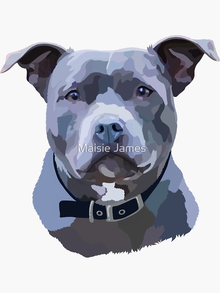 Beautiful staffordshire hot sale bull terrier