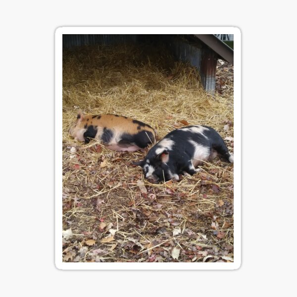 Item preview, Two Spotted Pigs designed and sold by NathanMoore92.