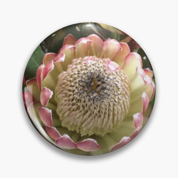 Item preview, Protea Spectacular designed and sold by jarrahimages.