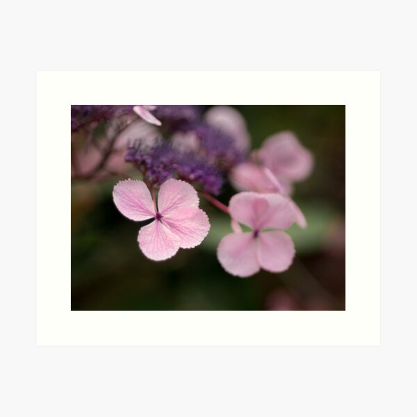 Hortensie Traum Kunstdruck