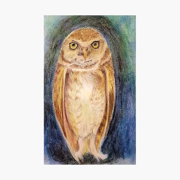 The Wise Night Owl Collection Photographic Print