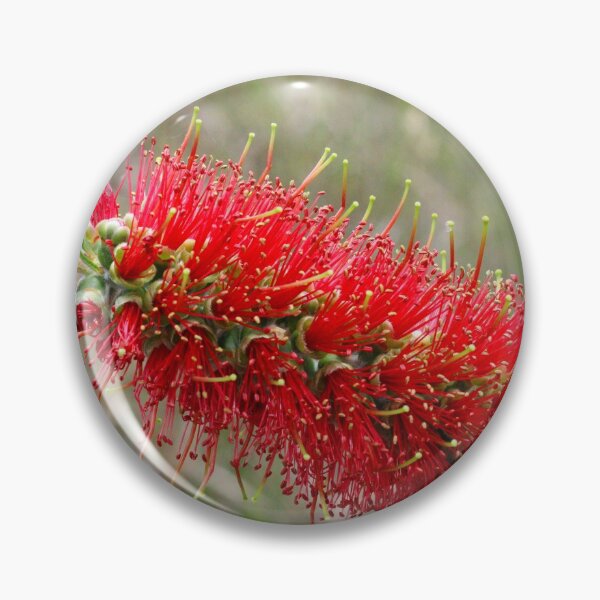 Item preview, Bottlebrush (Callistemon) in Girraween NP. Queensland, Australia. designed and sold by Hughesy-foto.