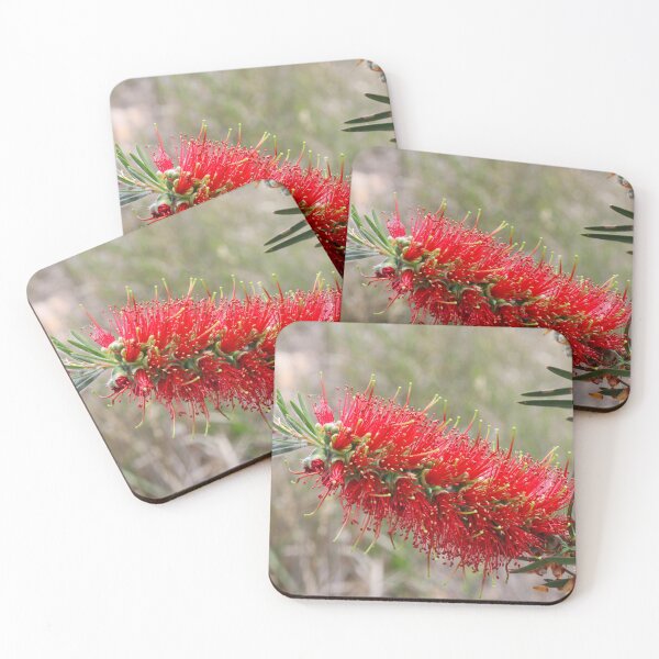 Item preview, Bottlebrush (Callistemon) in Girraween NP. Queensland, Australia. designed and sold by Hughesy-foto.