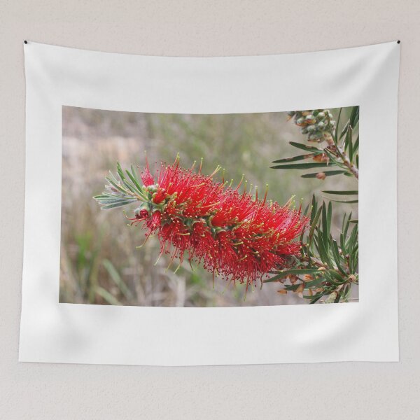 Item preview, Bottlebrush (Callistemon) in Girraween NP. Queensland, Australia. designed and sold by Hughesy-foto.