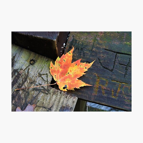 Item preview, Autumn leaf designed and sold by paulboggs.
