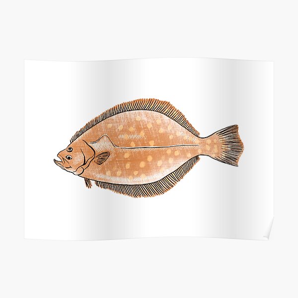 "Illustration of Flounder" Poster for Sale by iswenyi Redbubble