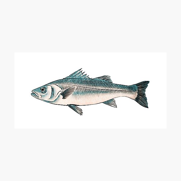 Illustration of Striped bass Photographic Print