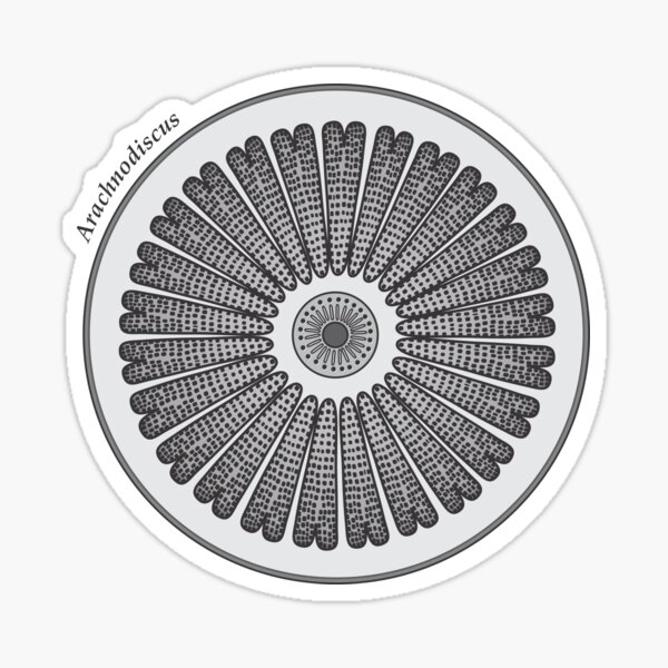 Diatom - Arachnodiscus (scientific) Sticker