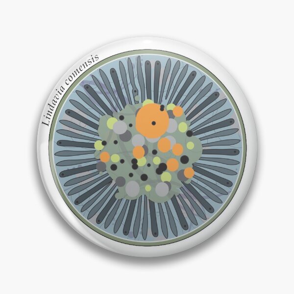 Item preview, Diatom - Lindavia comensis (scientific) designed and sold by DiatomsATTACK.