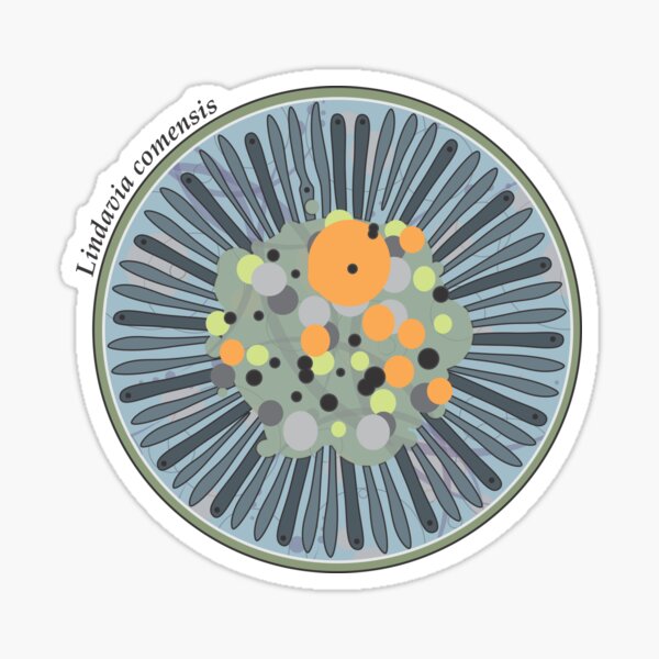 Diatom - Lindavia comensis (scientific) Sticker