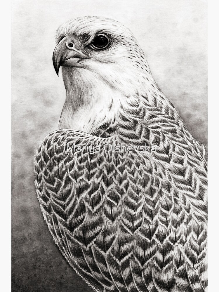 The Gyrfalcon by OzureFlame