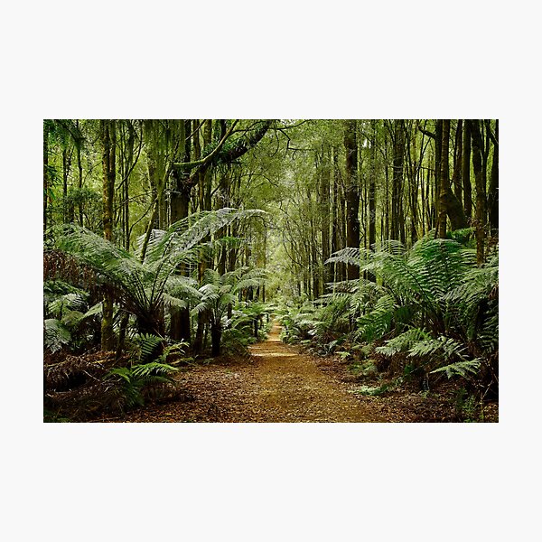 Item preview, Rainforest Paradise designed and sold by Catherine Reading.