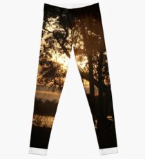 Trees at Dusk Leggings