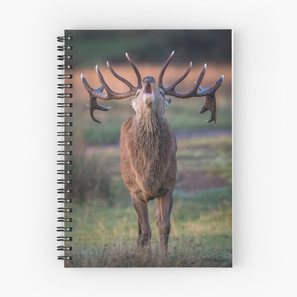Item preview, Bellowing Red Deer Stag designed and sold by Steve Liptrot Photography.
