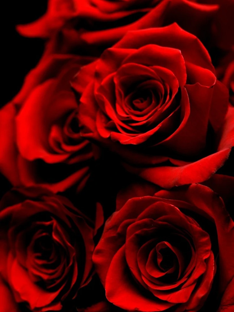 Thumbnail 4 of 4, Samsung Galaxy Phone Case, Red Roses designed and sold by Rokas554.