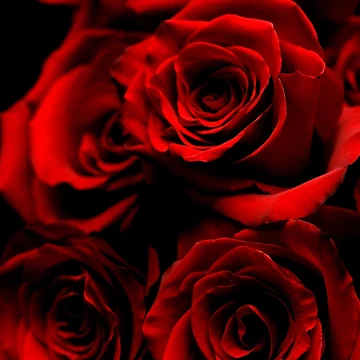 Artwork thumbnail, Red Roses by Rokas554
