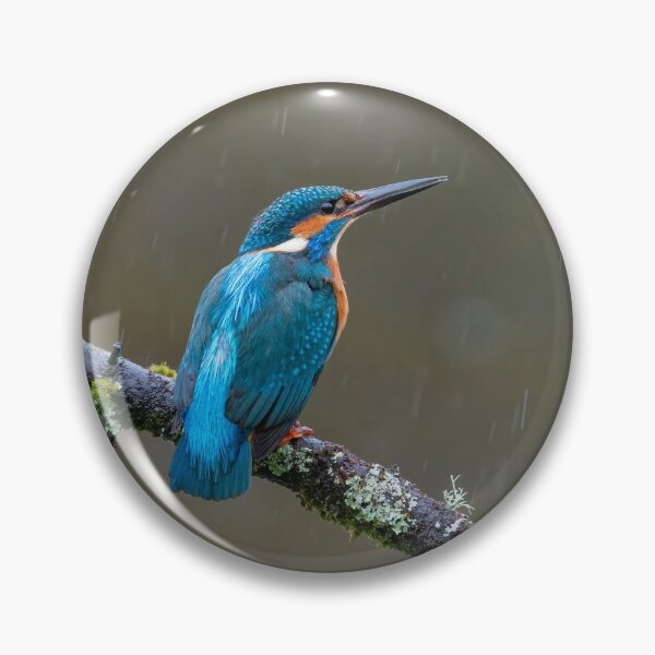 Item preview, Common kingfisher (Alcedo atthis) designed and sold by Steve Liptrot Photography.