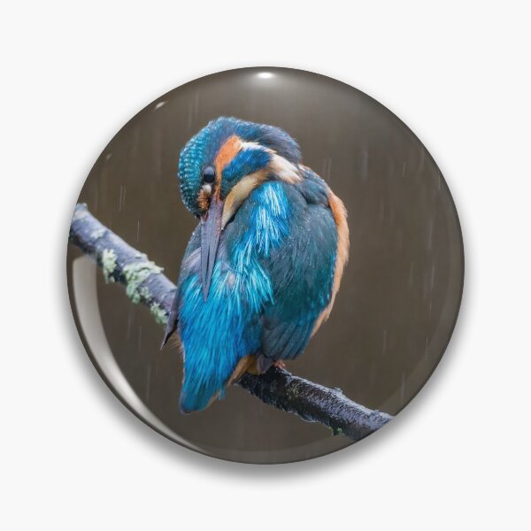 Item preview, Common kingfisher (Alcedo atthis) designed and sold by Steve Liptrot Photography.