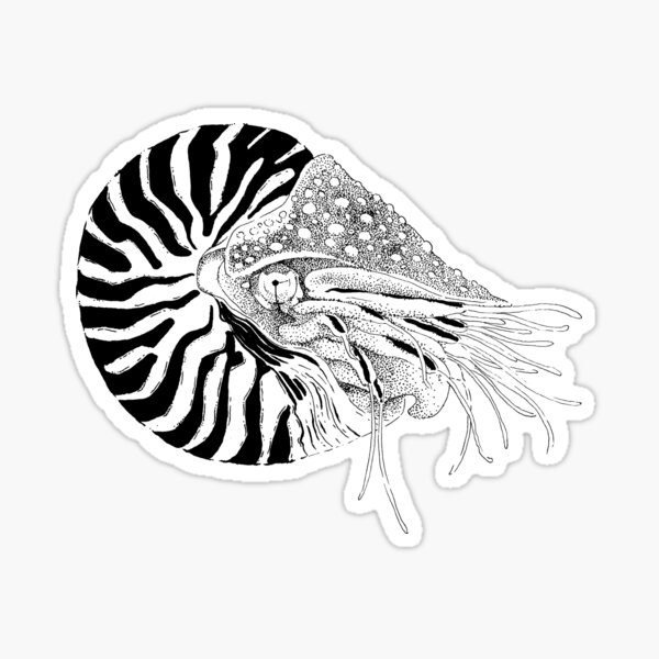 Nautilus Shell Stickers For Sale Redbubble