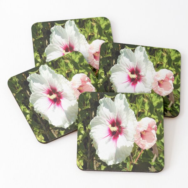 Item preview, Beautiful White and Red Crimson Queen Hibiscus designed and sold by myrubiogarden.