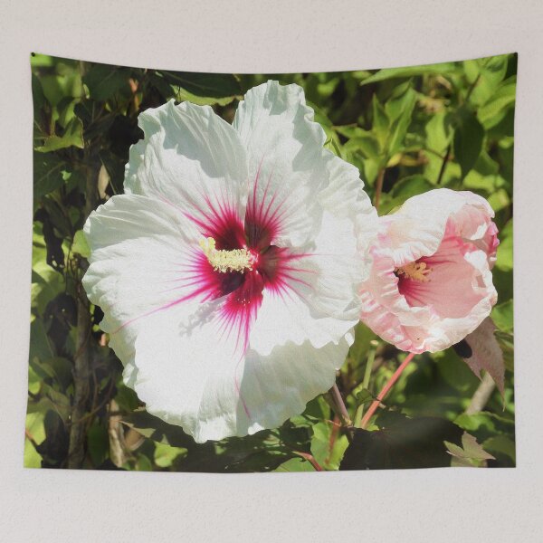 Item preview, Beautiful White and Red Crimson Queen Hibiscus designed and sold by myrubiogarden.