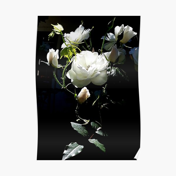 White roses in the dark Poster