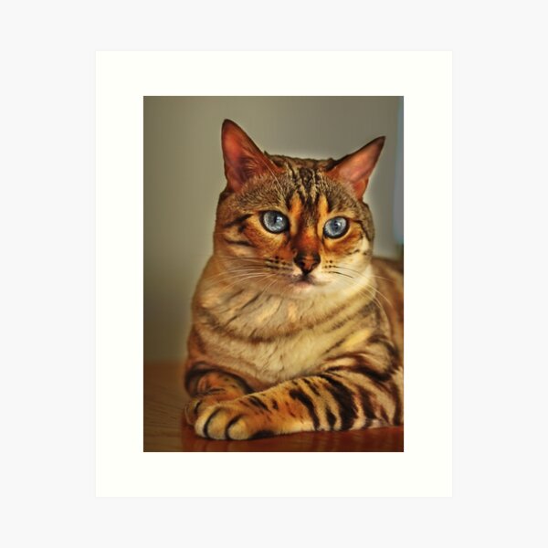 Nala the Snow Bengal Art Print
