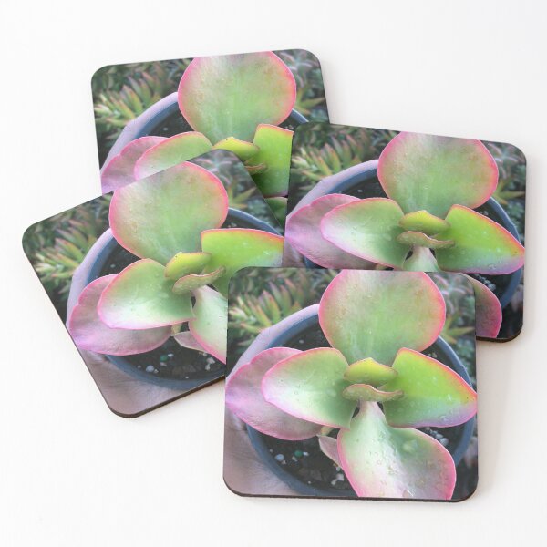Item preview, kalancchoe thyrsiflora designed and sold by fiart.