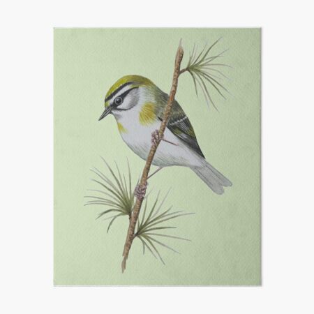Item preview, Cute Little Goldcrest! Watercolour by Paula McBride designed and sold by TTWG.