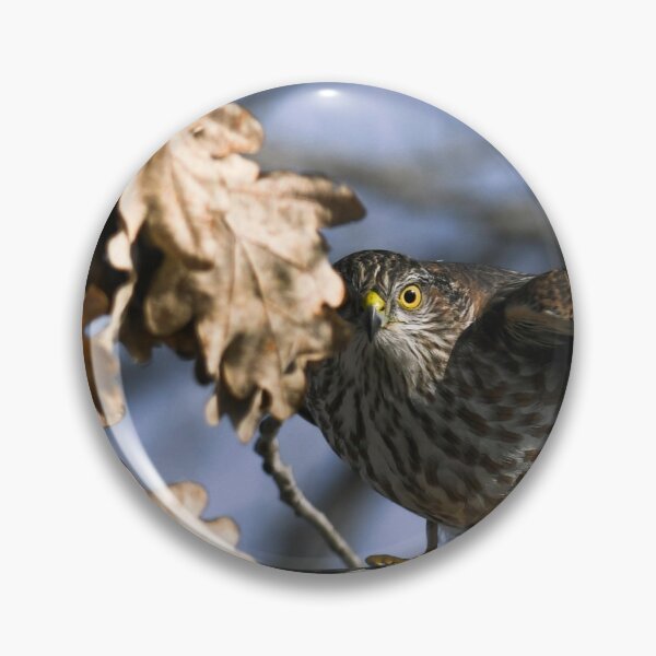 Item preview, Cooper's Hawk designed and sold by Andrea King.