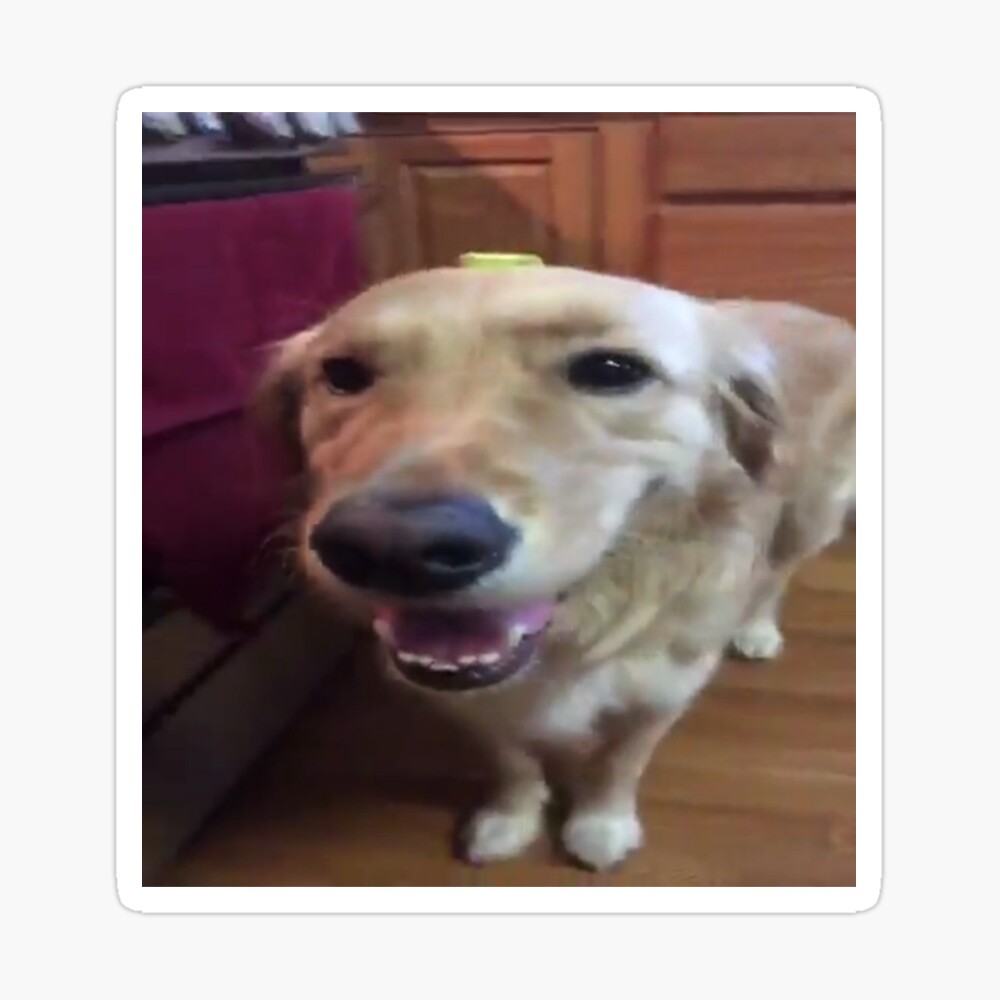 IPhone 12 Mini Hilarious Butter Dog Head Meme Funny Viral Pet Trend ...