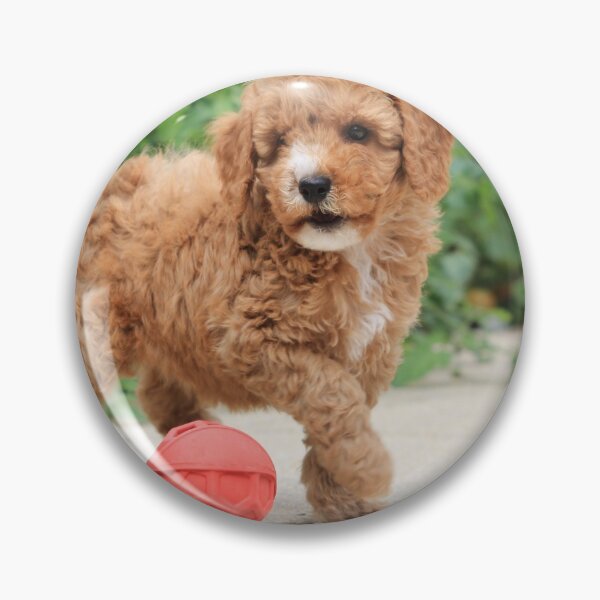 Item preview, Puppy Cockapoo  designed and sold by explorephotos.