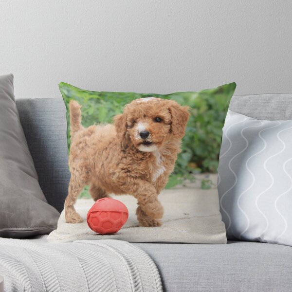 Item preview, Puppy Cockapoo  designed and sold by explorephotos.