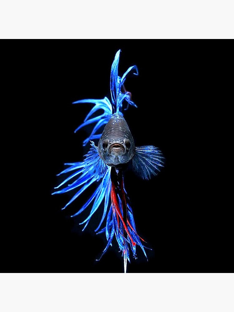 Bright Blue Beta by michaeltodd