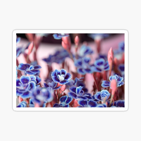 She blue Sticker