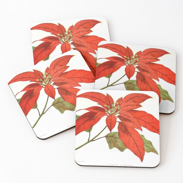Item preview, Vintage Poinsettia pulcherrima Botanical Print from the Biodiversity Heritage Library designed and sold by Douglas E. Welch Design and Photography.