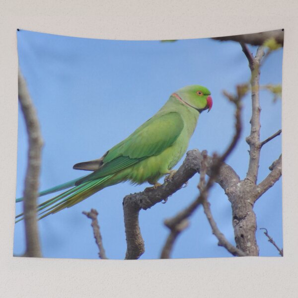 Item preview, Barbados Green Parrot_Rose-Ringed Parakeet_Blue Sky Background Original designed and sold by StayCuztom.
