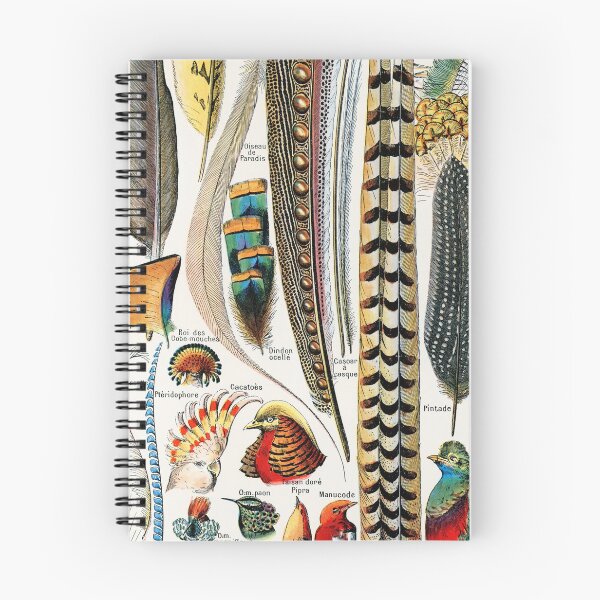 Artikelvorschau, Vintage Botanical Print - Federn - Federn entworfen und verkauft von SFTStudio.