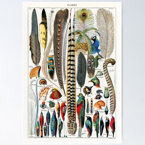 Item preview, Vintage Botanical Print - Plumes - Feathers designed and sold by SFTStudio.