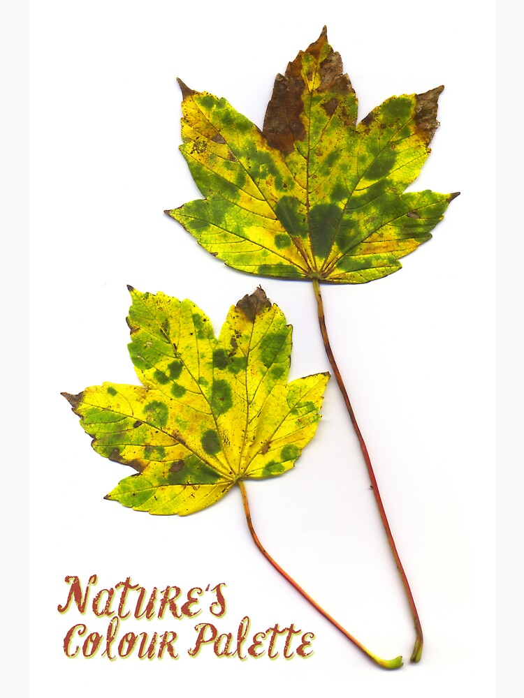 Nature's Colour Palette by hoxtonboy