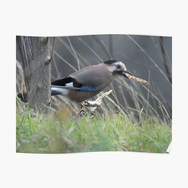 Georgian bird Poster