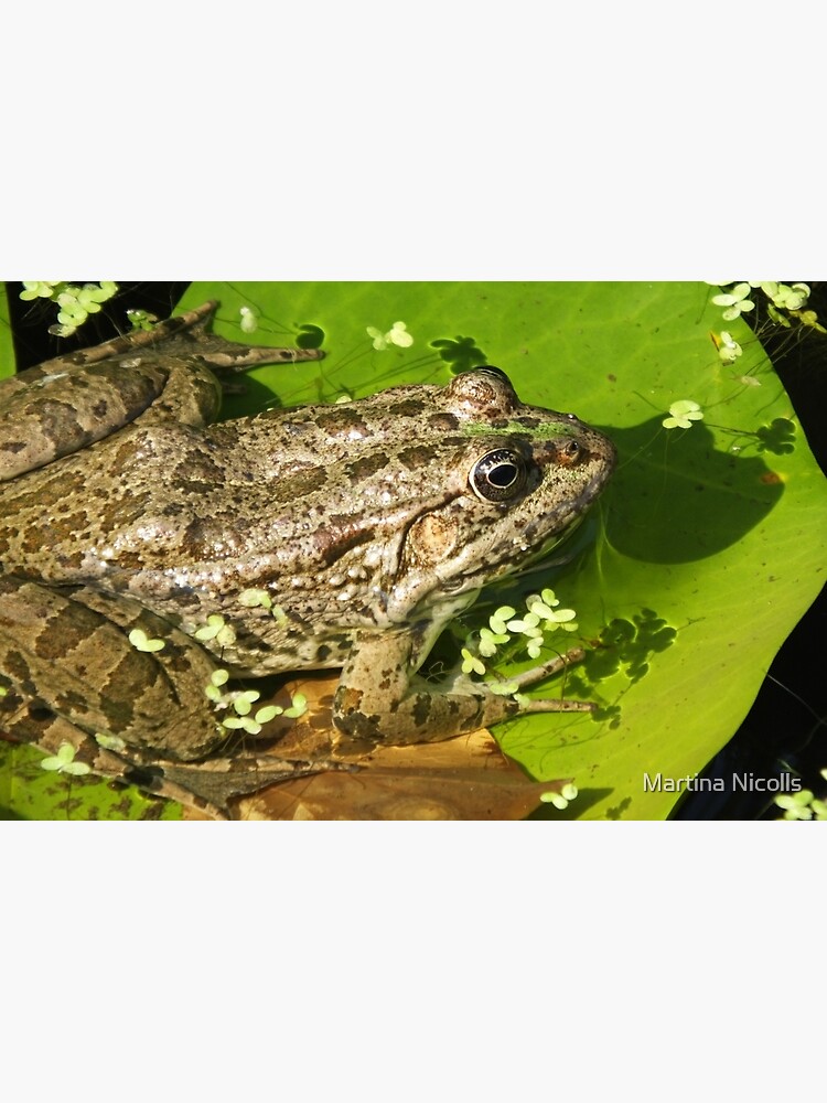 Caucasian Parsley Frog, Georgia by martina