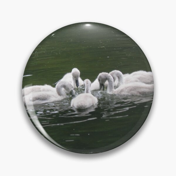 Item preview, Cute Fluffy Baby Mute Swans Photograph designed and sold by naturegallery.