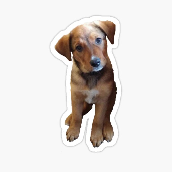 Australian Shepherd/Cattle Dog Mix #2 Sticker