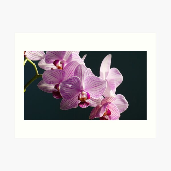 Pink and White Orchids in sunlight Art Print