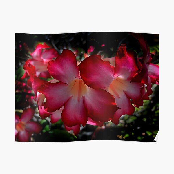 Impala Lily close up Poster
