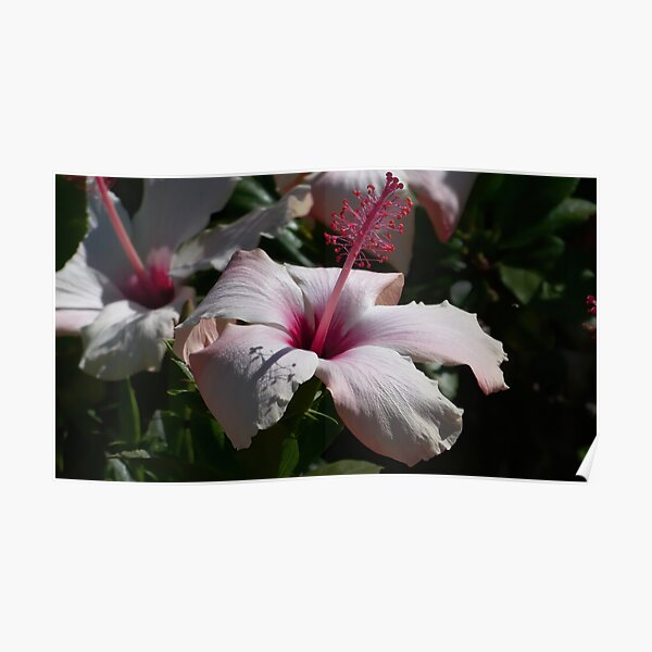 White and Pink Hibiscus Poster
