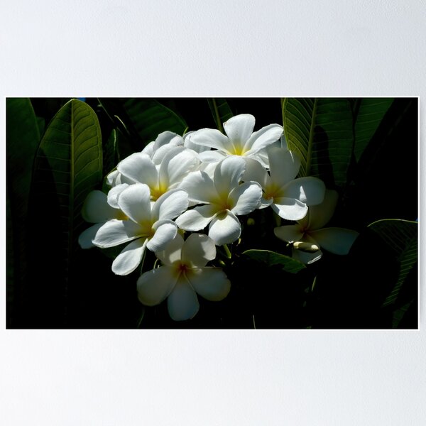 White Plumerias in soft sunlight Poster