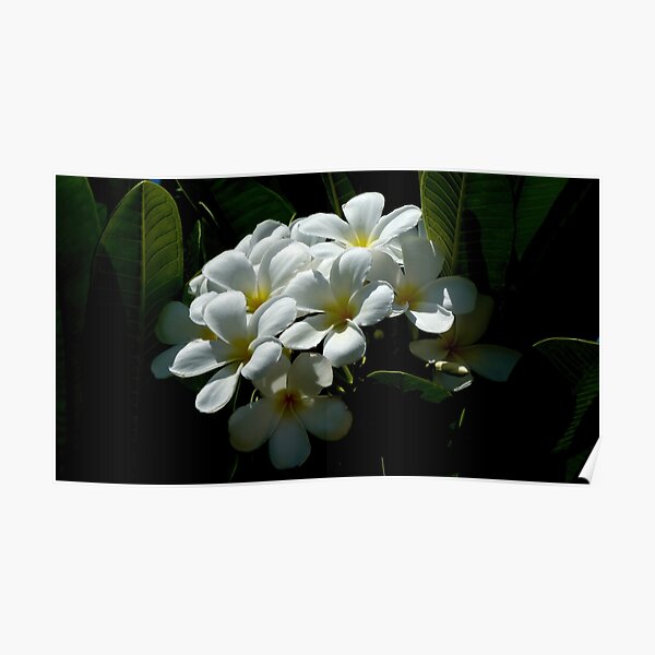 White Plumerias in soft sunlight Poster